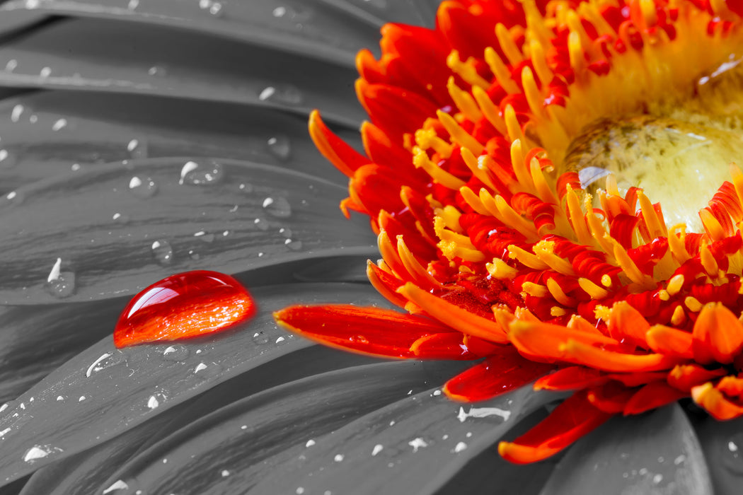 Wassertropfen auf Gerbera, Glasbild