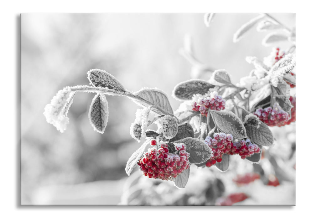 Vogelbeeren im frostigen Winter, Glasbild