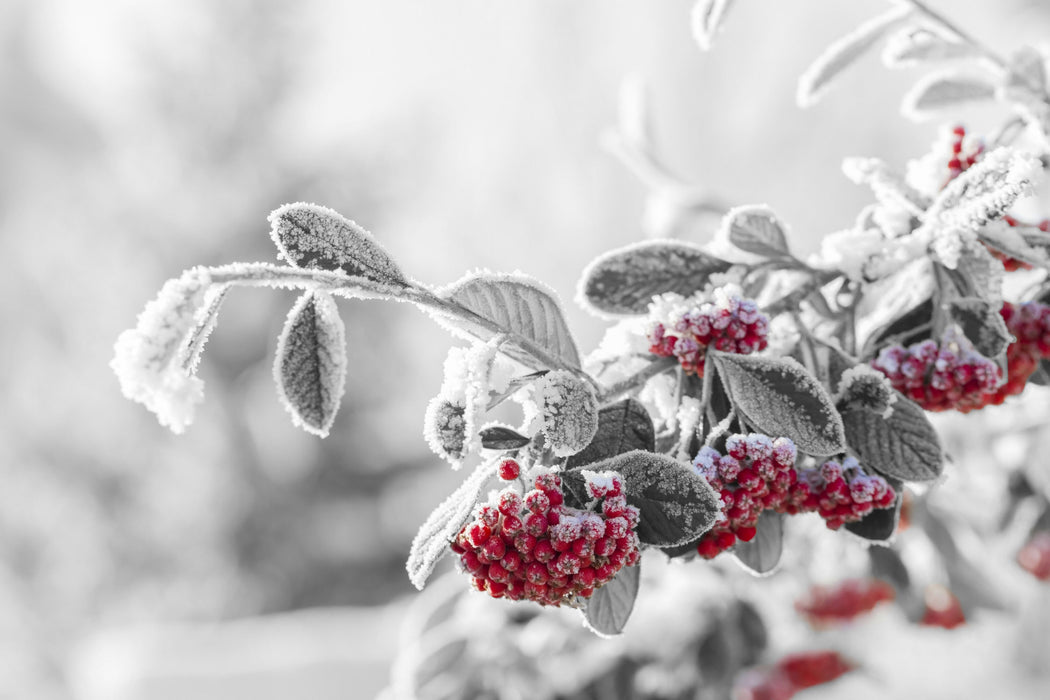 Vogelbeeren im frostigen Winter, Glasbild