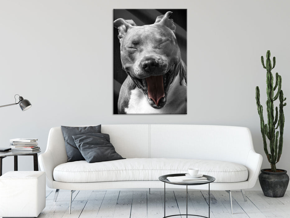 Lachender Pitbull, Glasbild