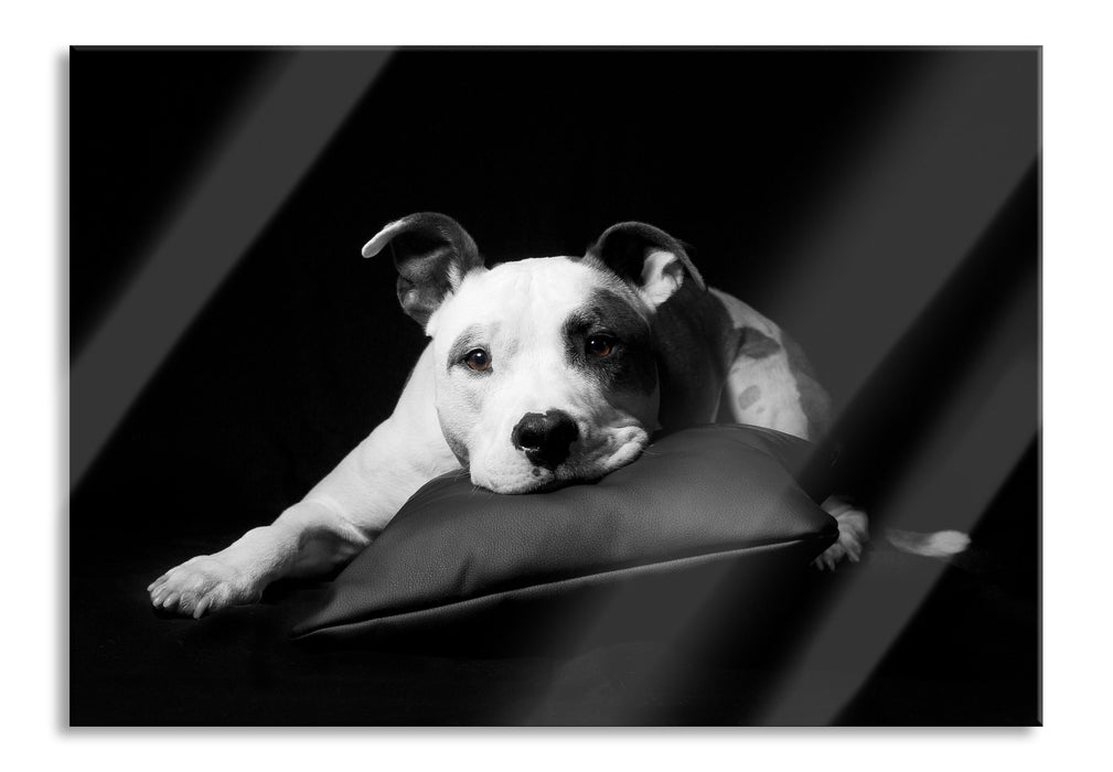 Pixxprint American Staffordshire auf Kissen, Glasbild