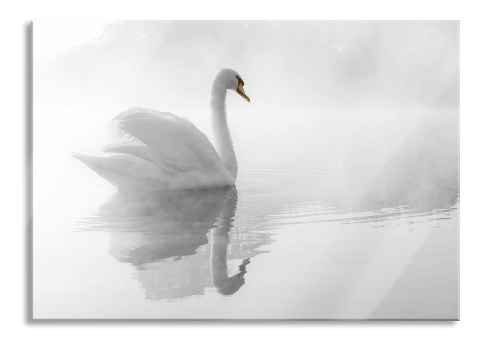 Schwan im Morgennebel, Glasbild