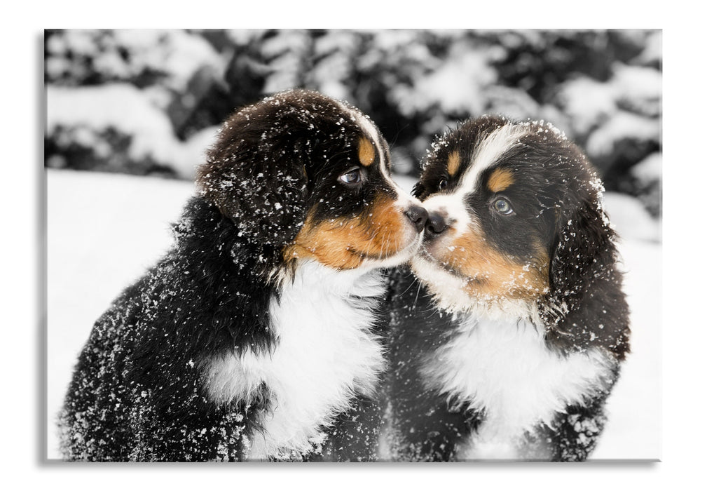 Bernersennenhunde im Schnee, Glasbild