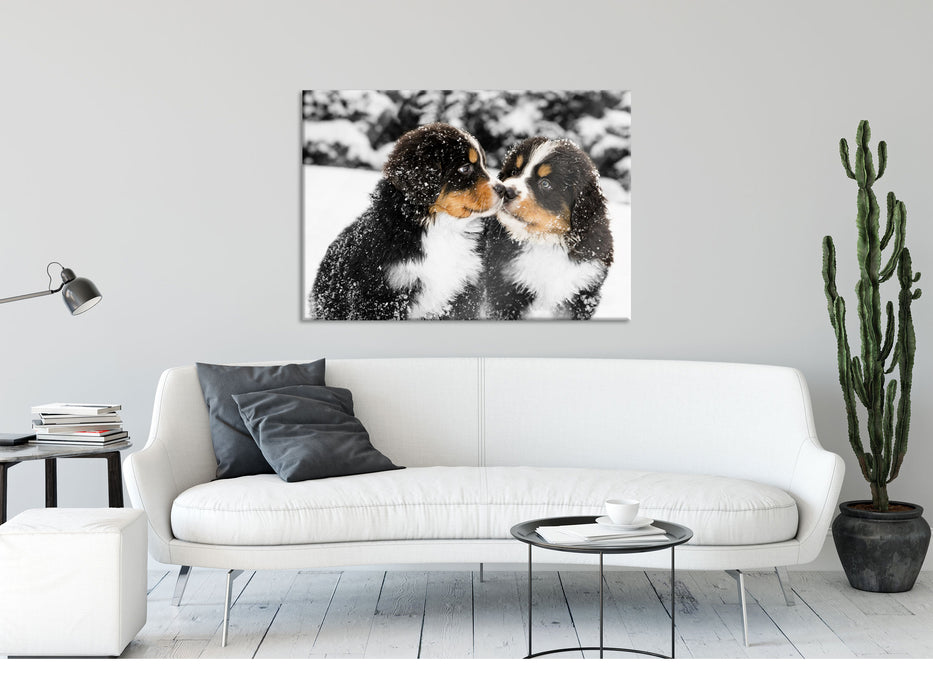 Bernersennenhunde im Schnee, Glasbild