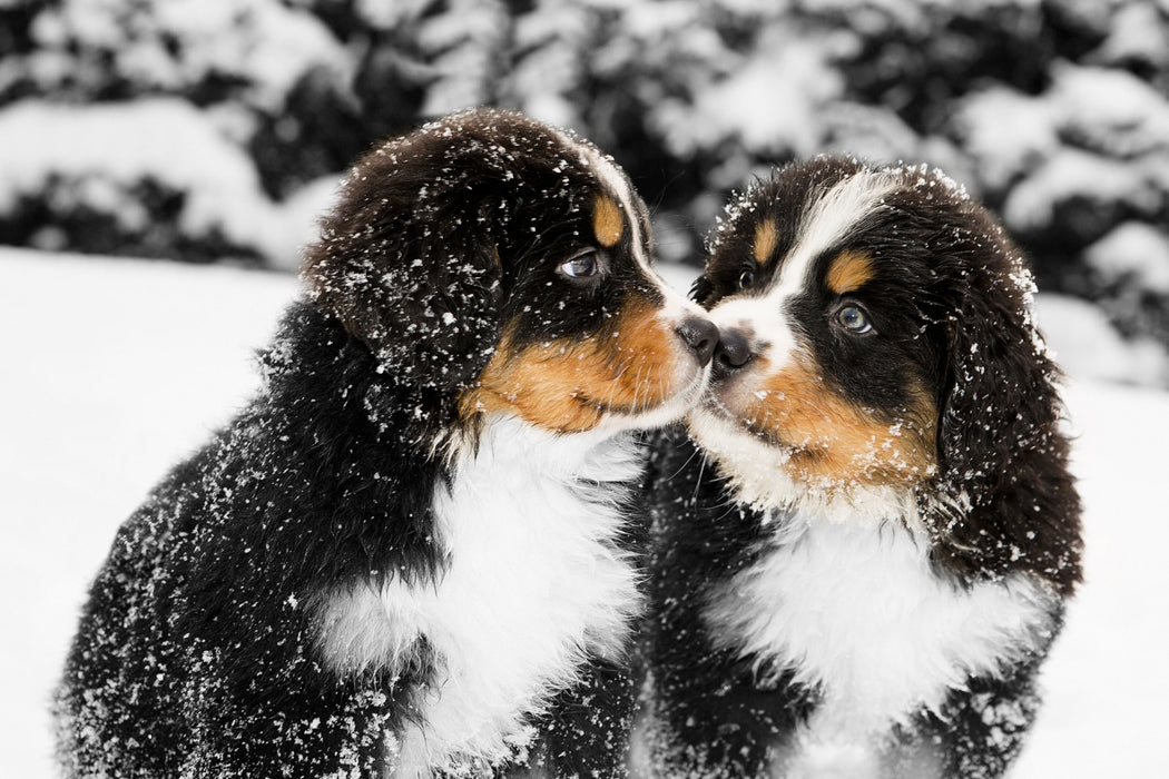 Bernersennenhunde im Schnee, Glasbild