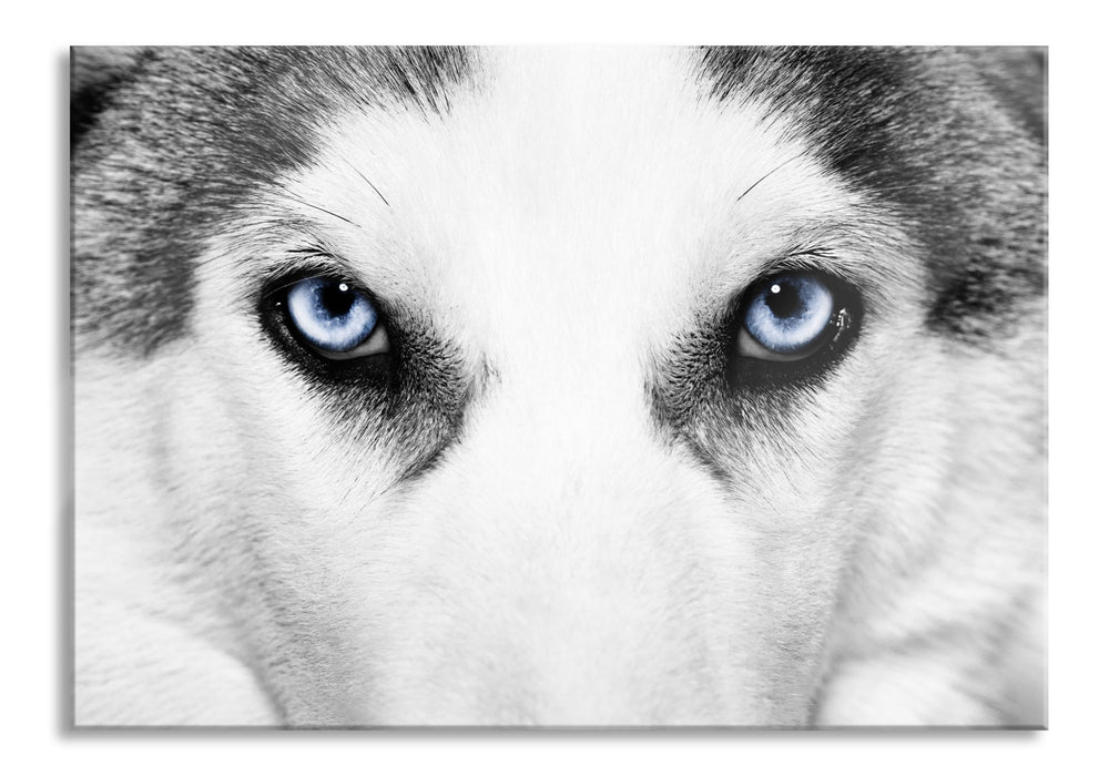 Pixxprint Husky mit Eisblauen Augen, Glasbild