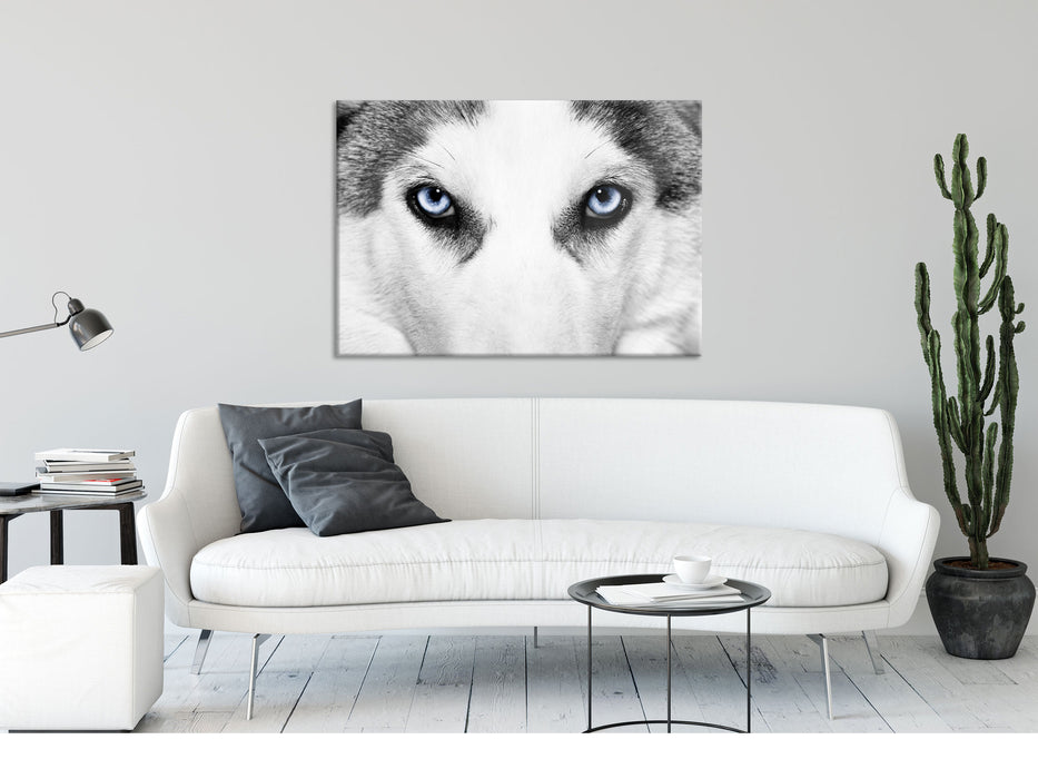 Husky mit Eisblauen Augen, Glasbild