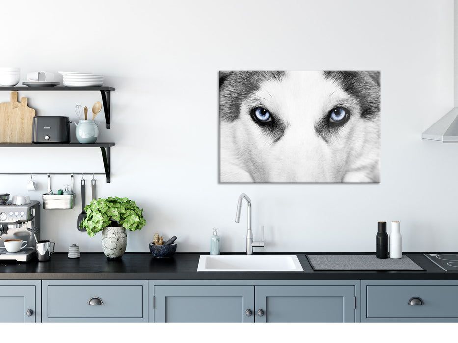 Husky mit Eisblauen Augen, Glasbild