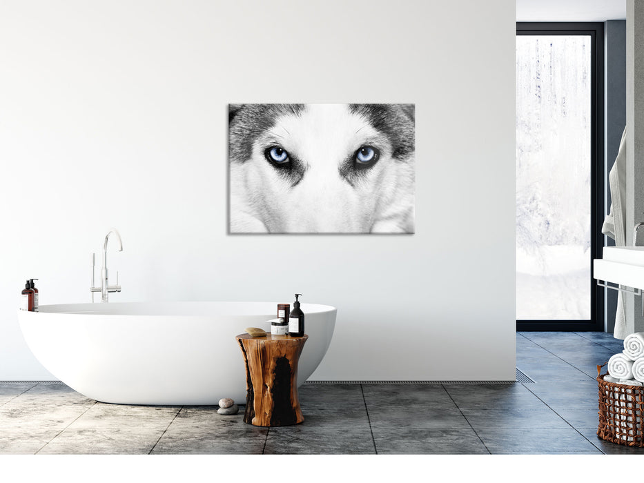 Husky mit Eisblauen Augen, Glasbild