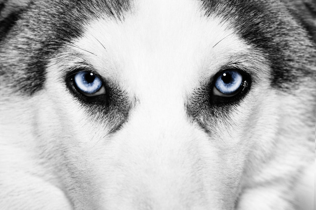 Husky mit Eisblauen Augen, Glasbild