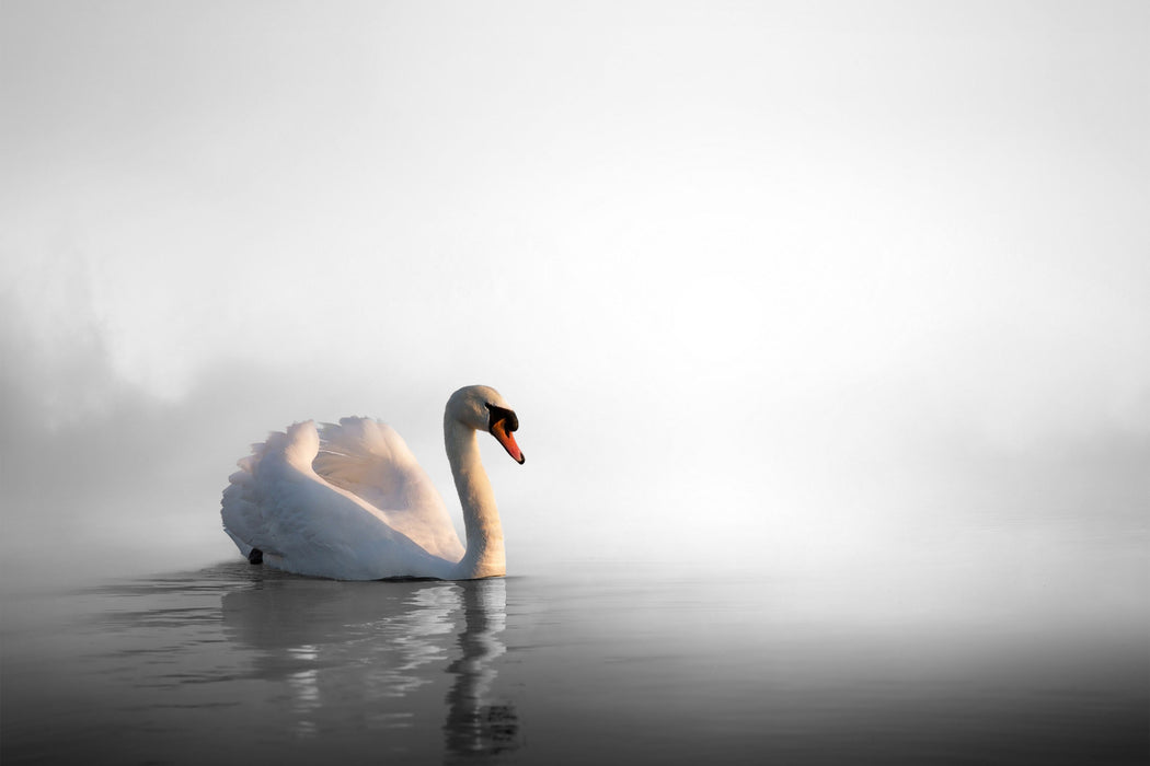 einsamer Schwan auf See, Glasbild