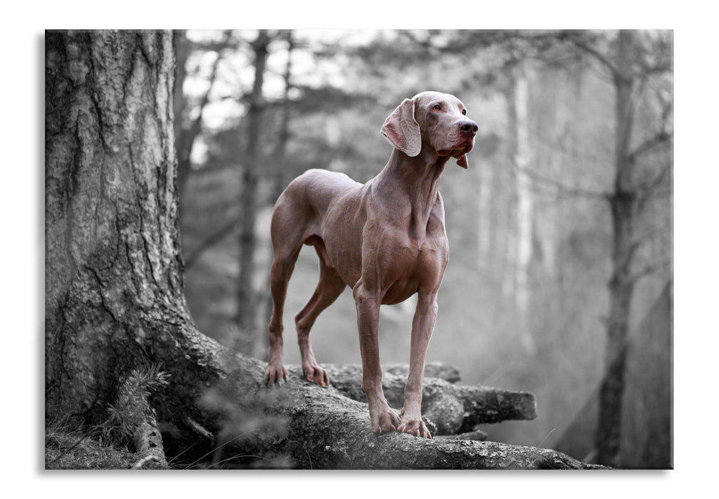 Weimaraner Baumwurzeln, Glasbild