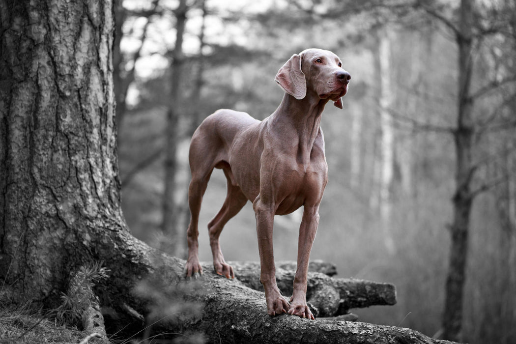 Weimaraner Baumwurzeln, Glasbild