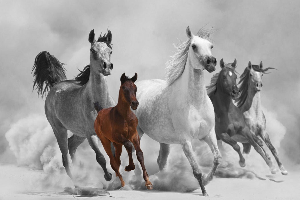 Mustangs in der Wüste mit Fohlen, Glasbild