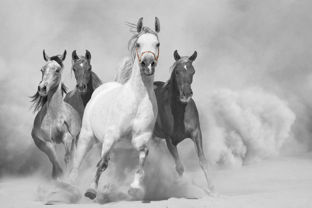 Mustangs ausgelassen in der Wüste, Glasbild