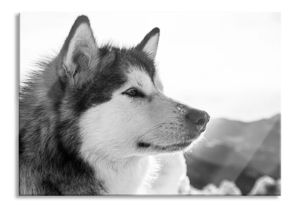 wunderschöner Husky im Schnee, Glasbild