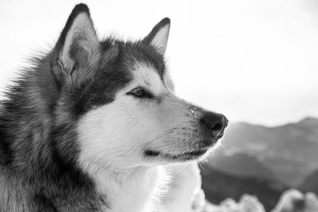 wunderschöner Husky im Schnee, Glasbild