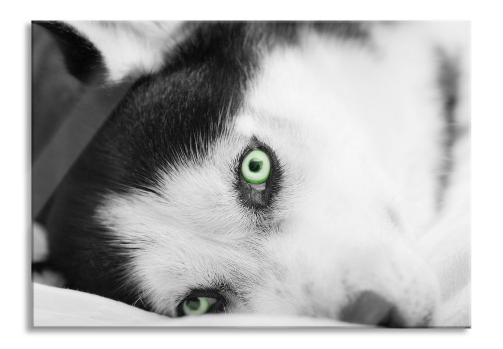 Pixxprint Husky im Bett mit Augen, Glasbild