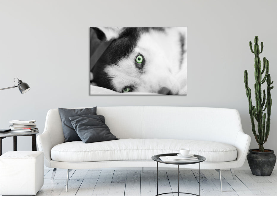 Husky im Bett mit Augen, Glasbild