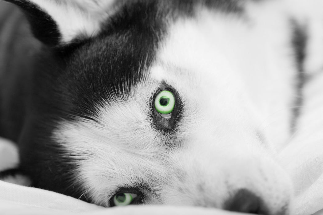 Husky im Bett mit Augen, Glasbild