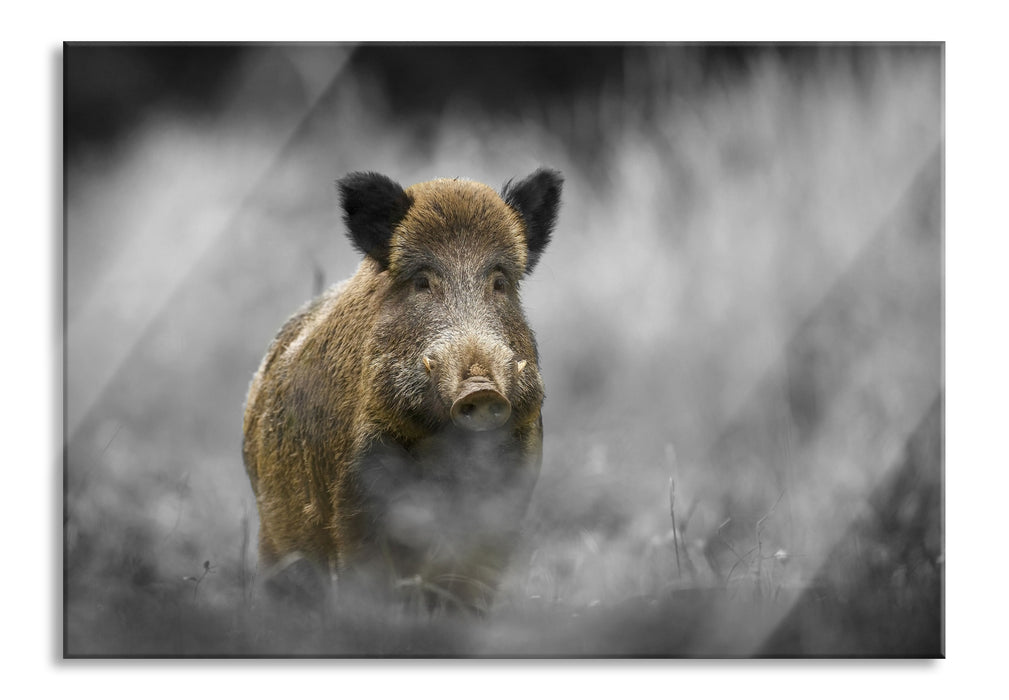 Pixxprint einsames Wildschwein im Wald, Glasbild