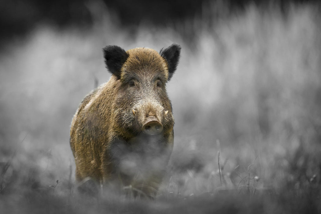 einsames Wildschwein im Wald, Glasbild