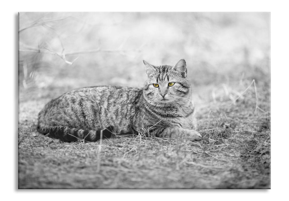 Katze auf Waldboden, Glasbild