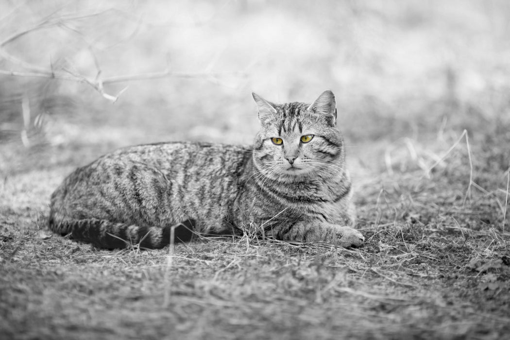 Katze auf Waldboden, Glasbild