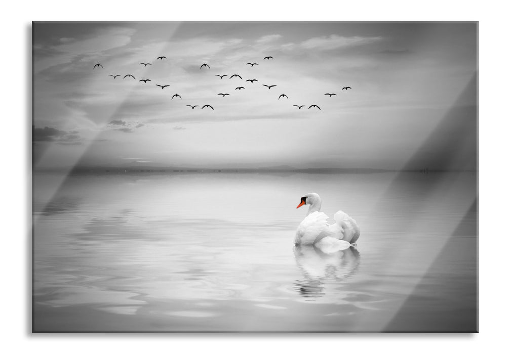 wunderschöner Schwan auf See, Glasbild