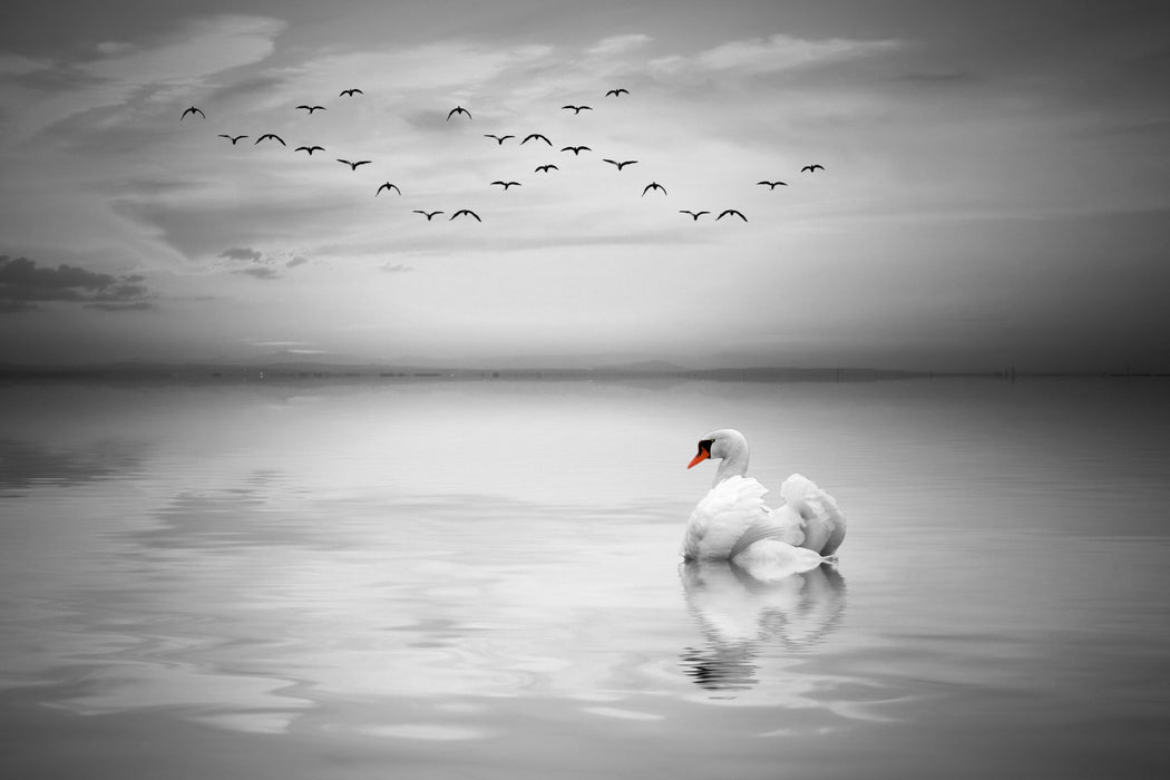 wunderschöner Schwan auf See, Glasbild