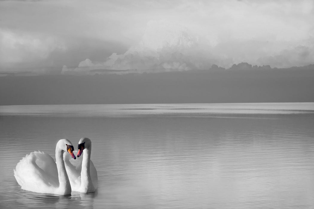 wunderschöne Schwäne auf See, Glasbild