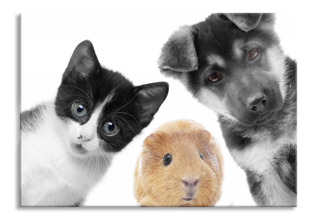 Trio Hund Katze Meerschweinchen, Glasbild