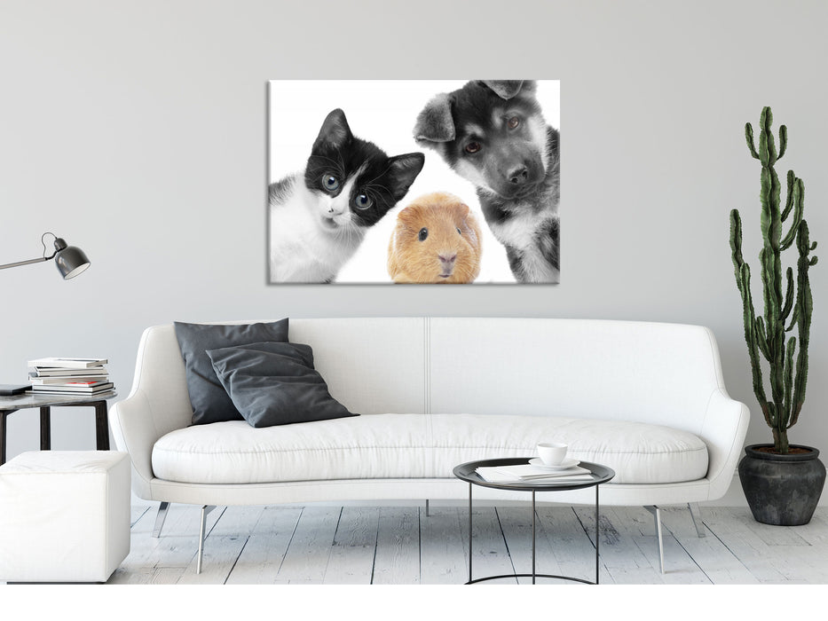 Trio Hund Katze Meerschweinchen, Glasbild