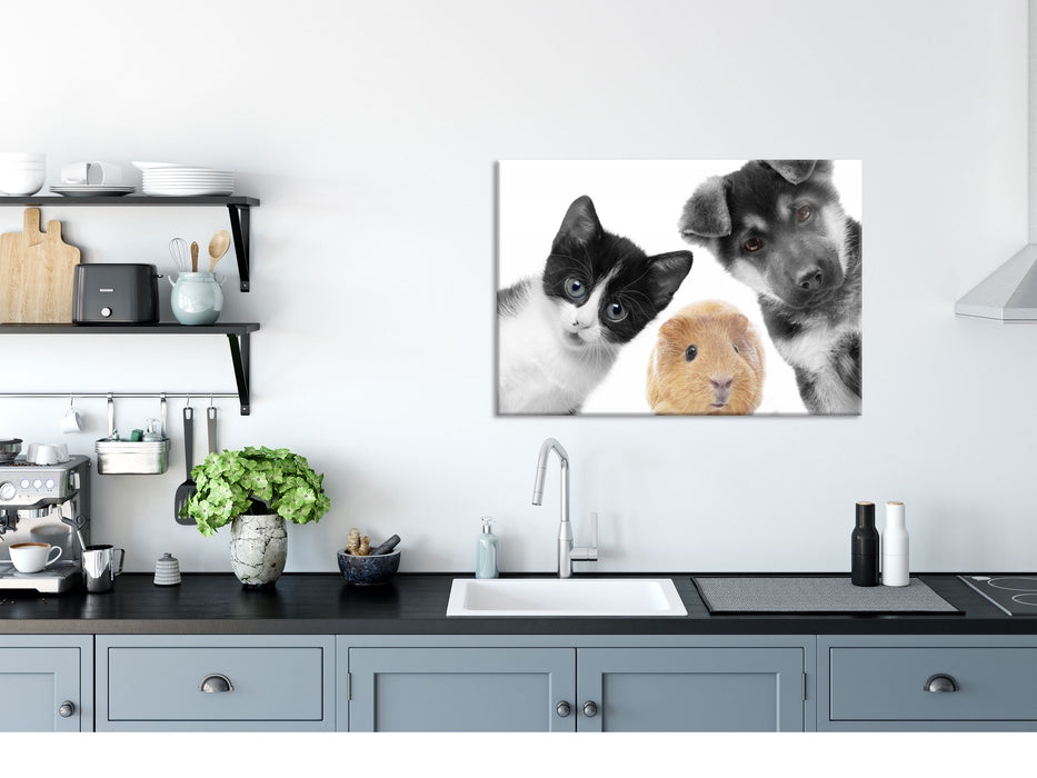 Trio Hund Katze Meerschweinchen, Glasbild