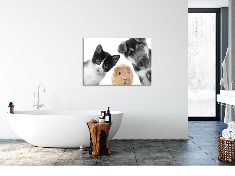 Trio Hund Katze Meerschweinchen, Glasbild