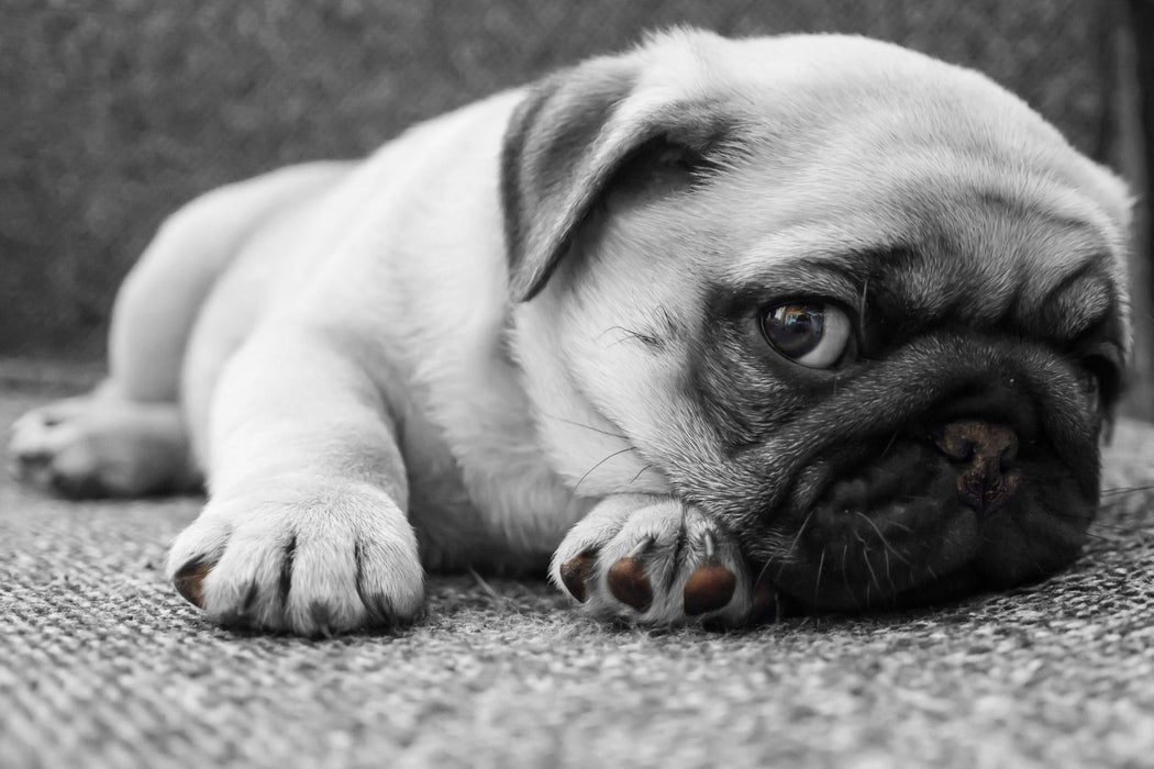 süßer kleiner Mops auf Teppich, Glasbild