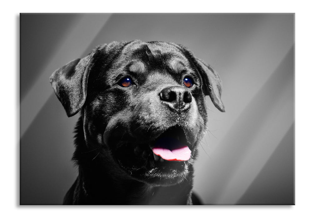 Pixxprint aufmerksamer Rottweiler, Glasbild