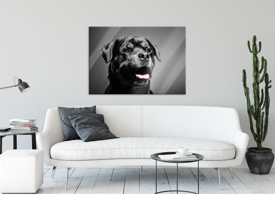 aufmerksamer Rottweiler, Glasbild