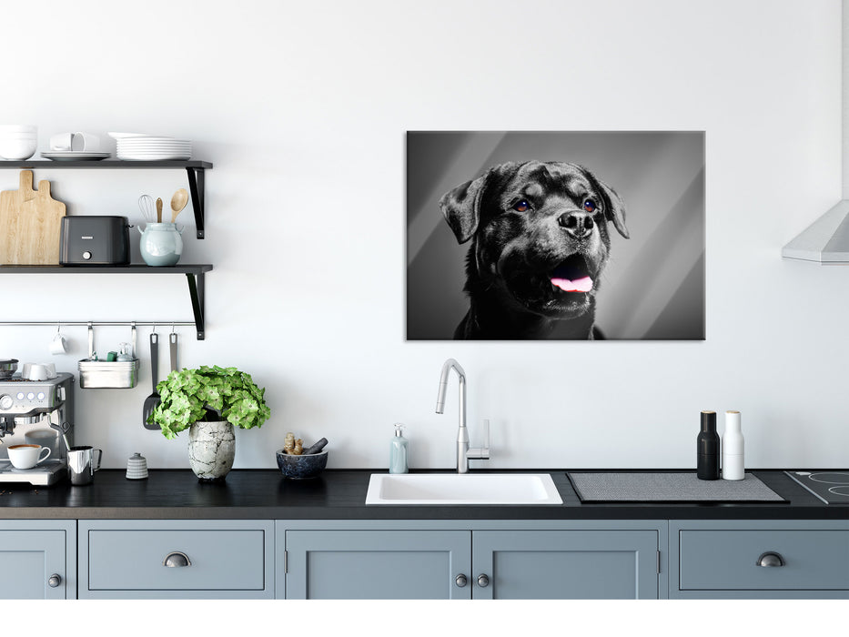 aufmerksamer Rottweiler, Glasbild