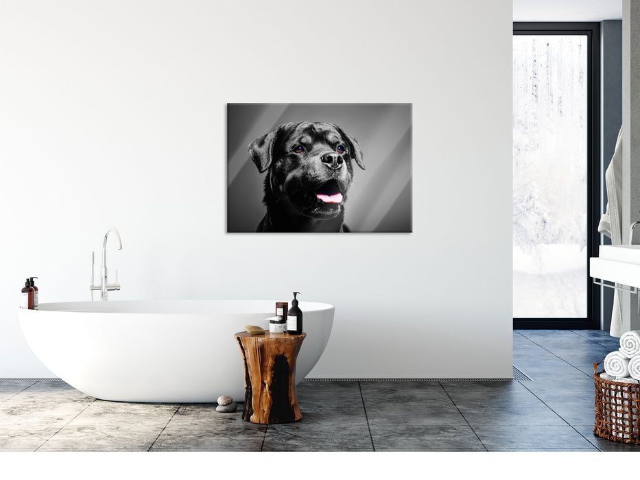 aufmerksamer Rottweiler, Glasbild