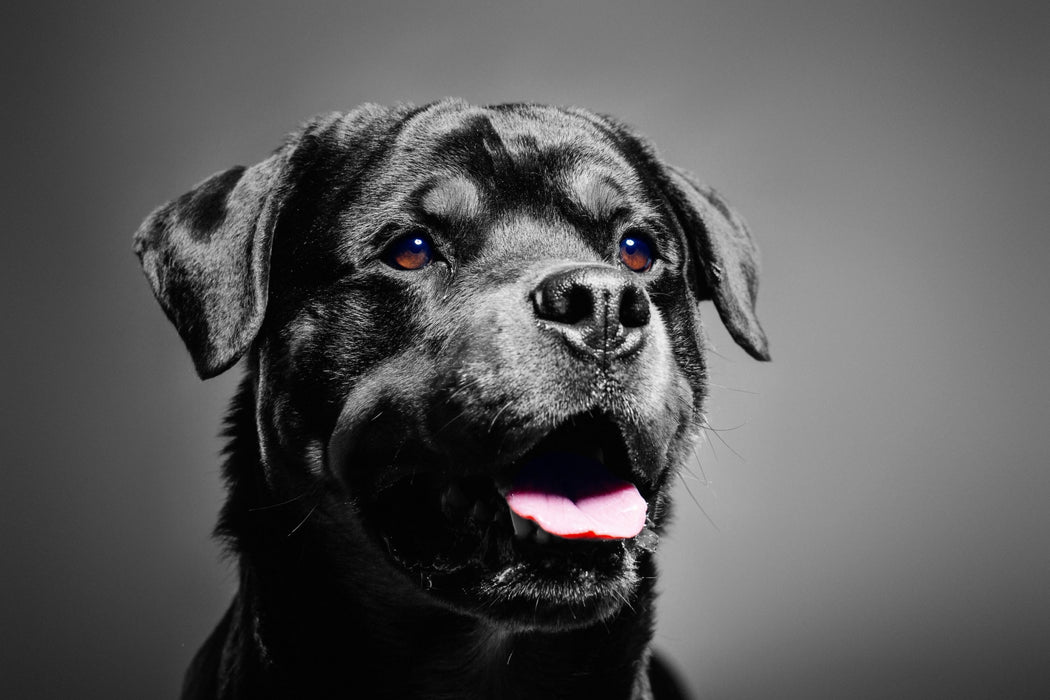 aufmerksamer Rottweiler, Glasbild