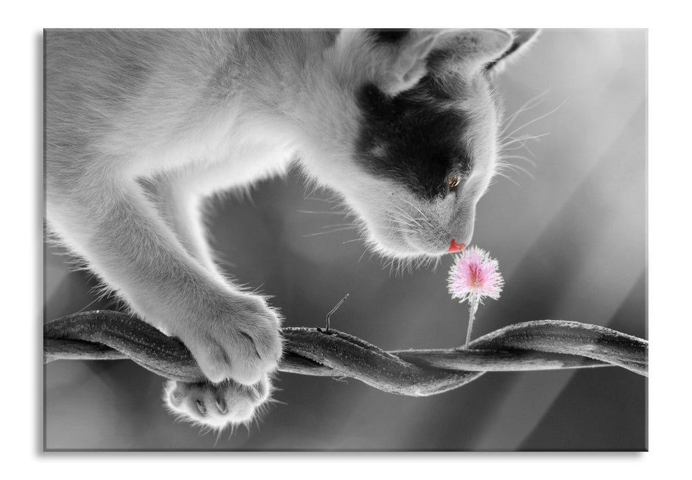 Pixxprint niedliche Katze mit Blüte, Glasbild