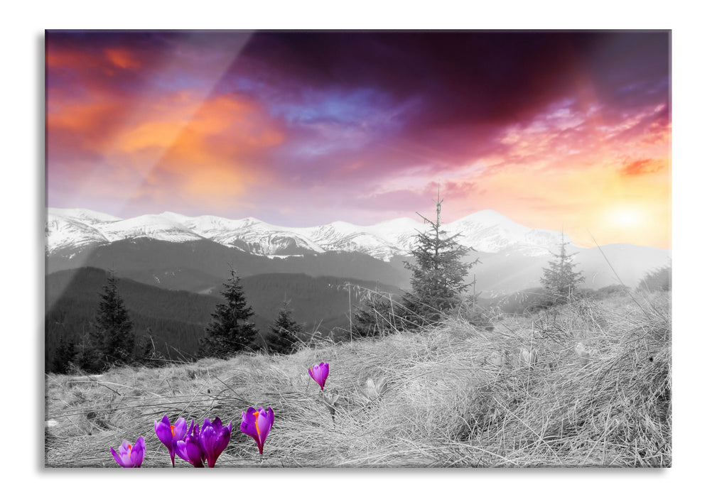 schöne Krokusse auf Alpenwiese, Glasbild