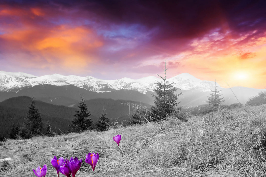 schöne Krokusse auf Alpenwiese, Glasbild