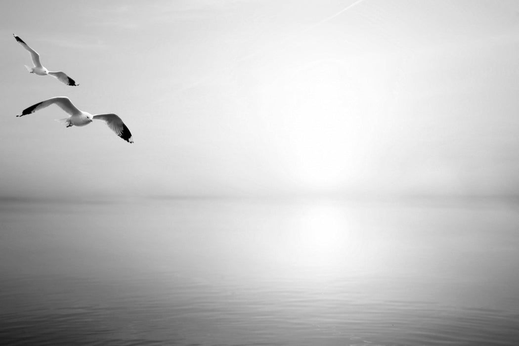 Möwen am Meer bei Sonnenaufgang, Glasbild