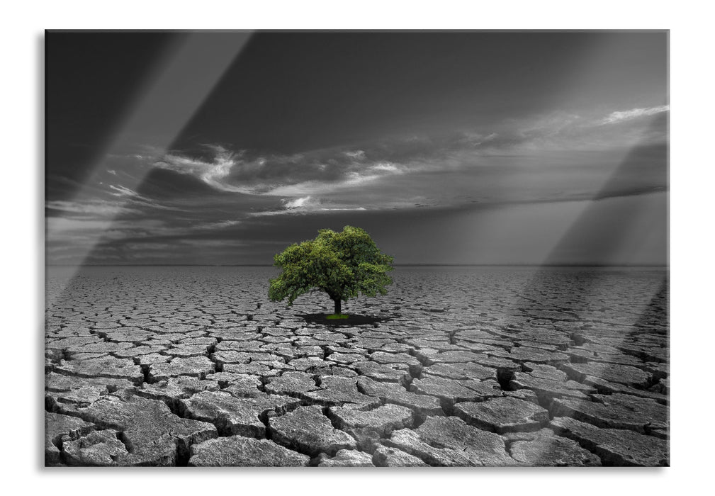 Baum auf ausgetrocknetem Boden, Glasbild