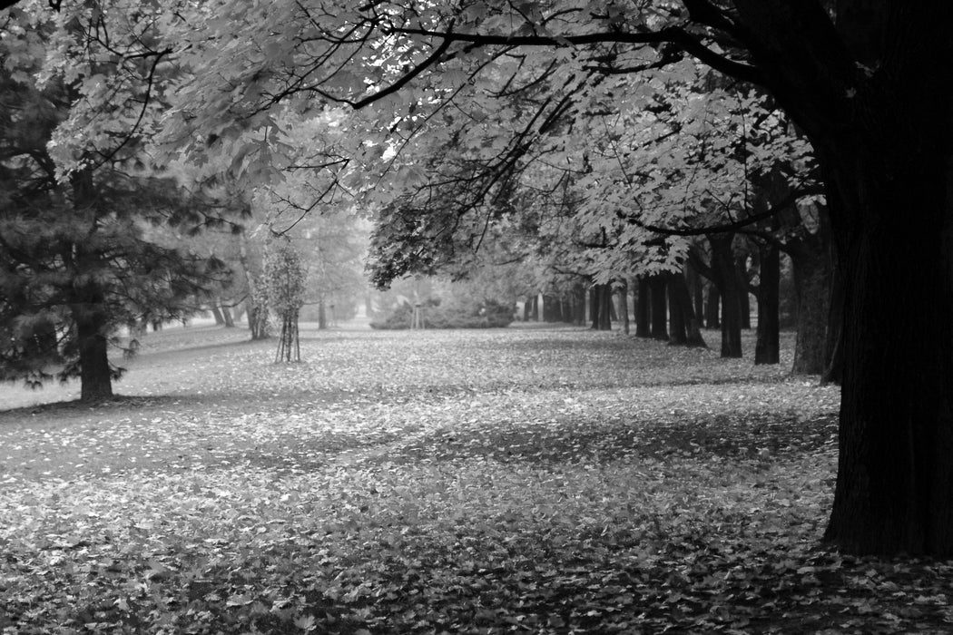 schöner Park im Herbst, Glasbild