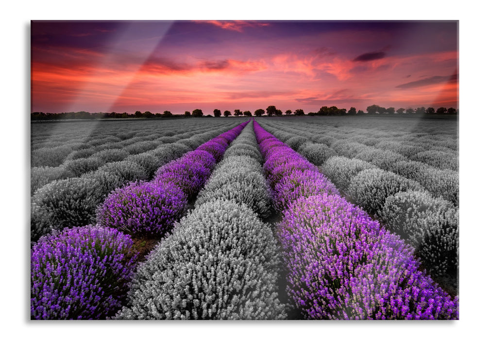 Lavendelfeld in der Provence, Glasbild