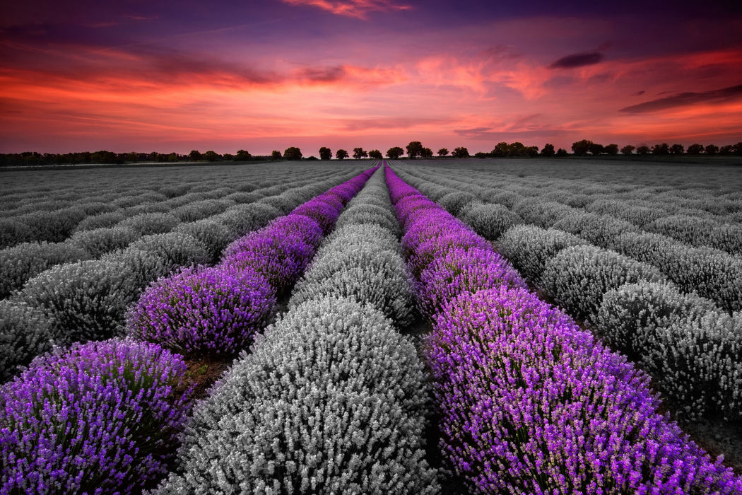 Lavendelfeld in der Provence, Glasbild