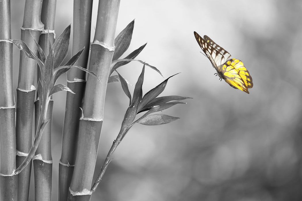 schöner Schmetterling vor Bambus, Glasbild